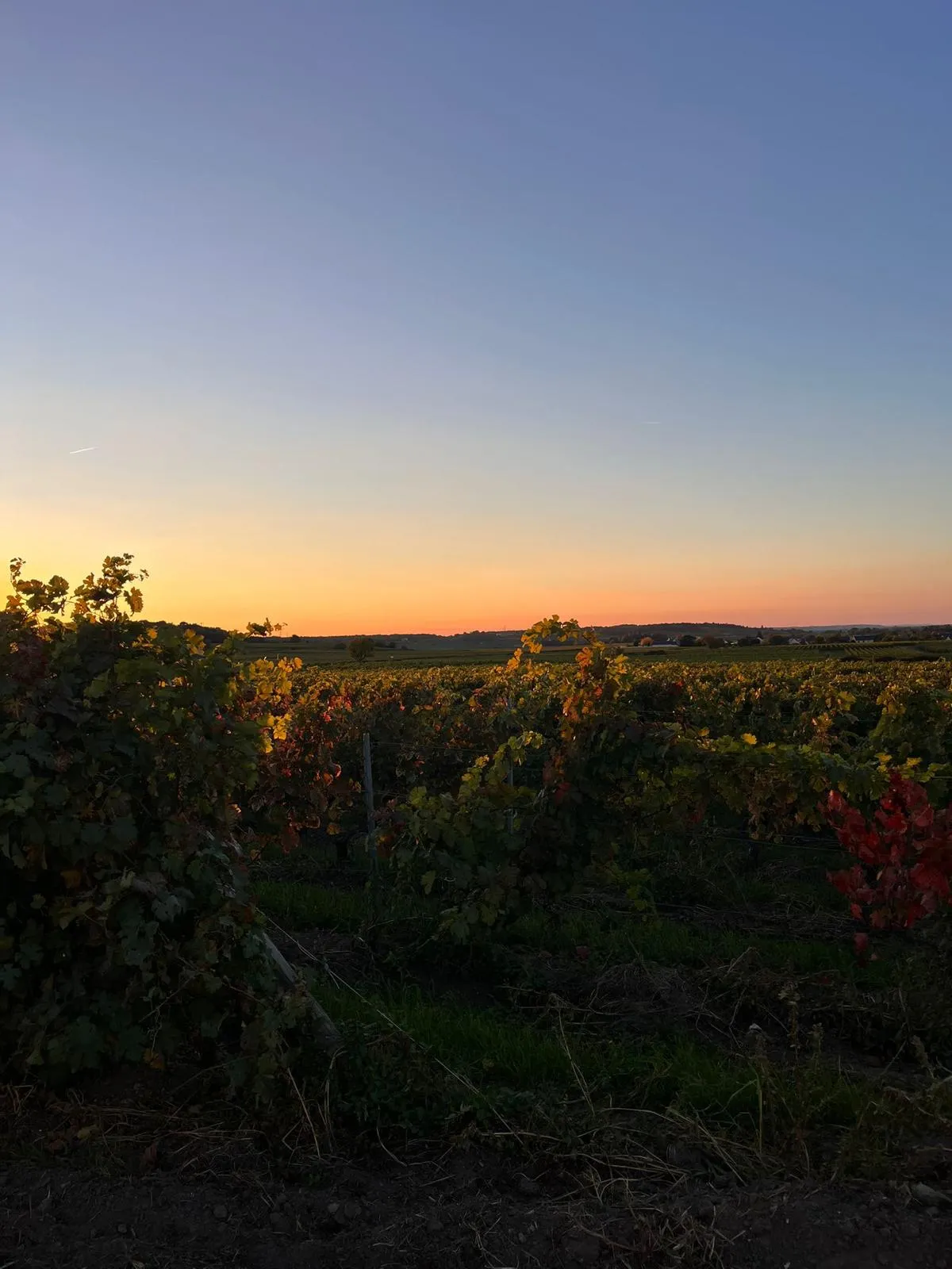 Vignobles de la vallée de la Loire au crépuscule